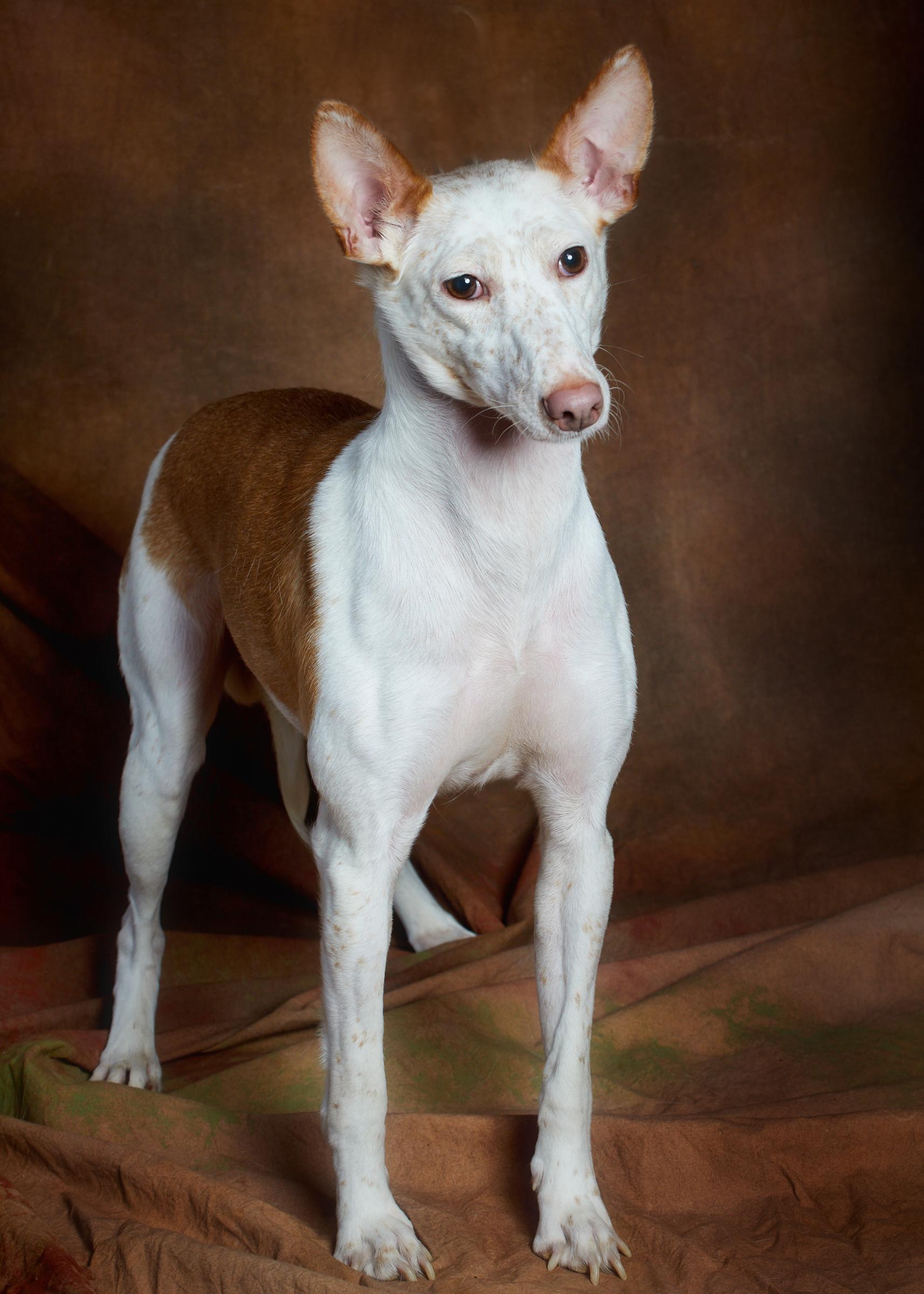 Enlarge Juniper (Reduced Fee. Shy Girl.), a Adoptable mixed breed in HANSON, MA image 2/6