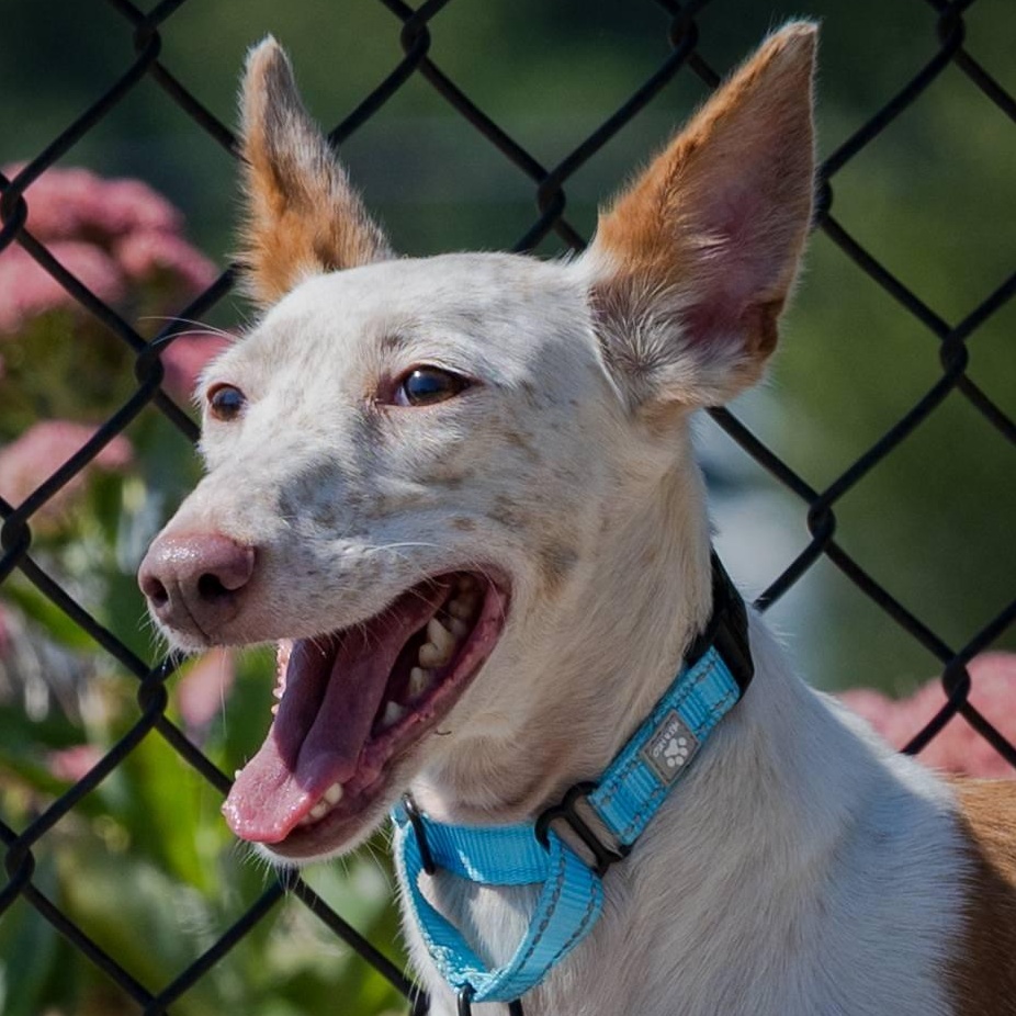 Enlarge Juniper (Reduced Fee. Shy Girl.), a Adoptable mixed breed in HANSON, MA image 6/6