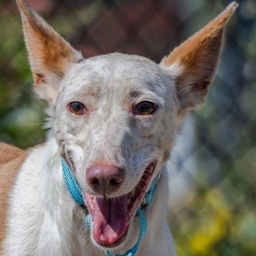Juniper (Reduced Fee. Shy Girl.), Adoptable, Adult Female Portuguese Podengo & Greyhound.