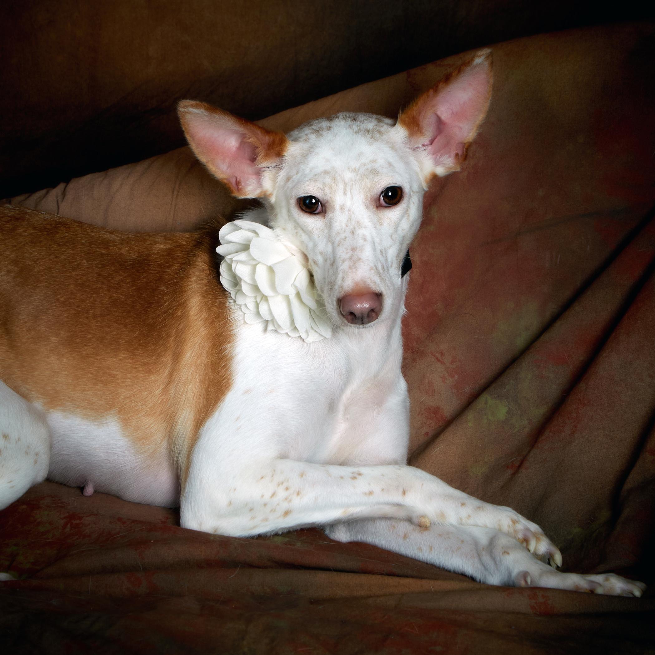 Enlarge Juniper (Reduced Fee. Shy Girl.), a Adoptable mixed breed in HANSON, MA image 4/6