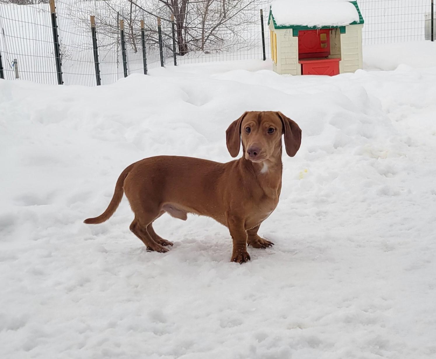 Bernie - photo 2