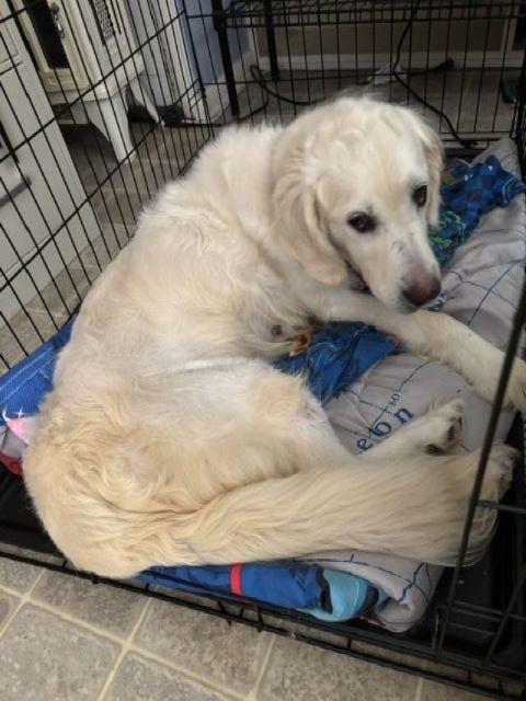 Enlarge Flower, a Adoptable Golden Retriever in Mchenry, IL image 3/3