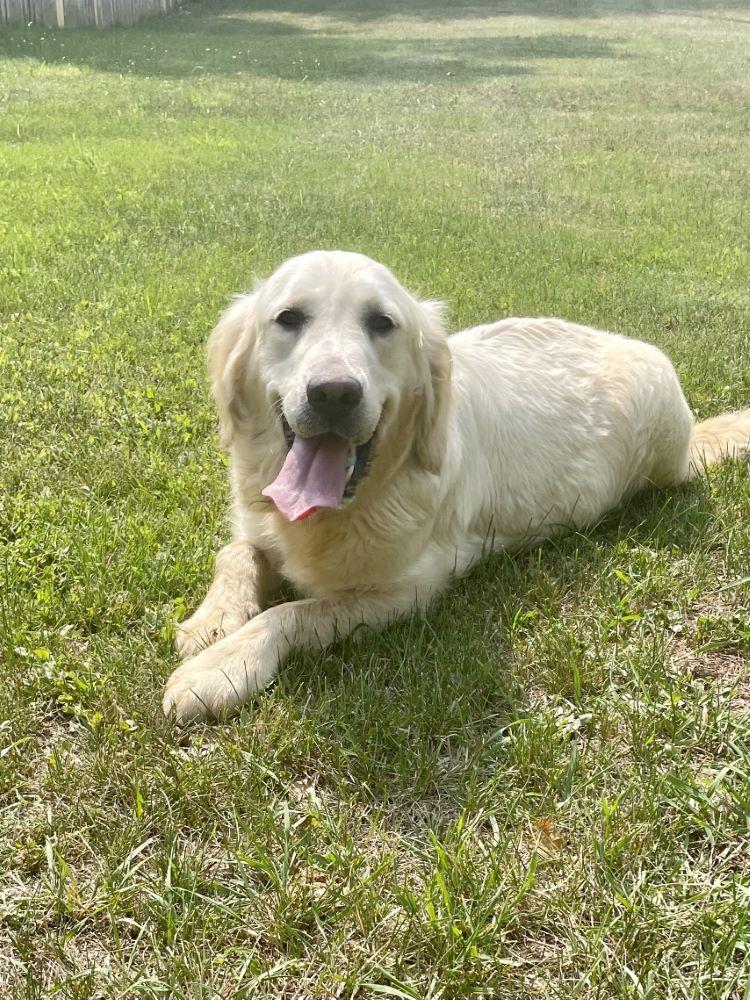 Flower, Adoptable, Adult Female Golden Retriever.