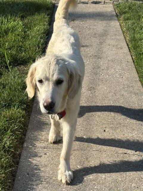 Enlarge Flower, a Adoptable Golden Retriever in Mchenry, IL image 2/3