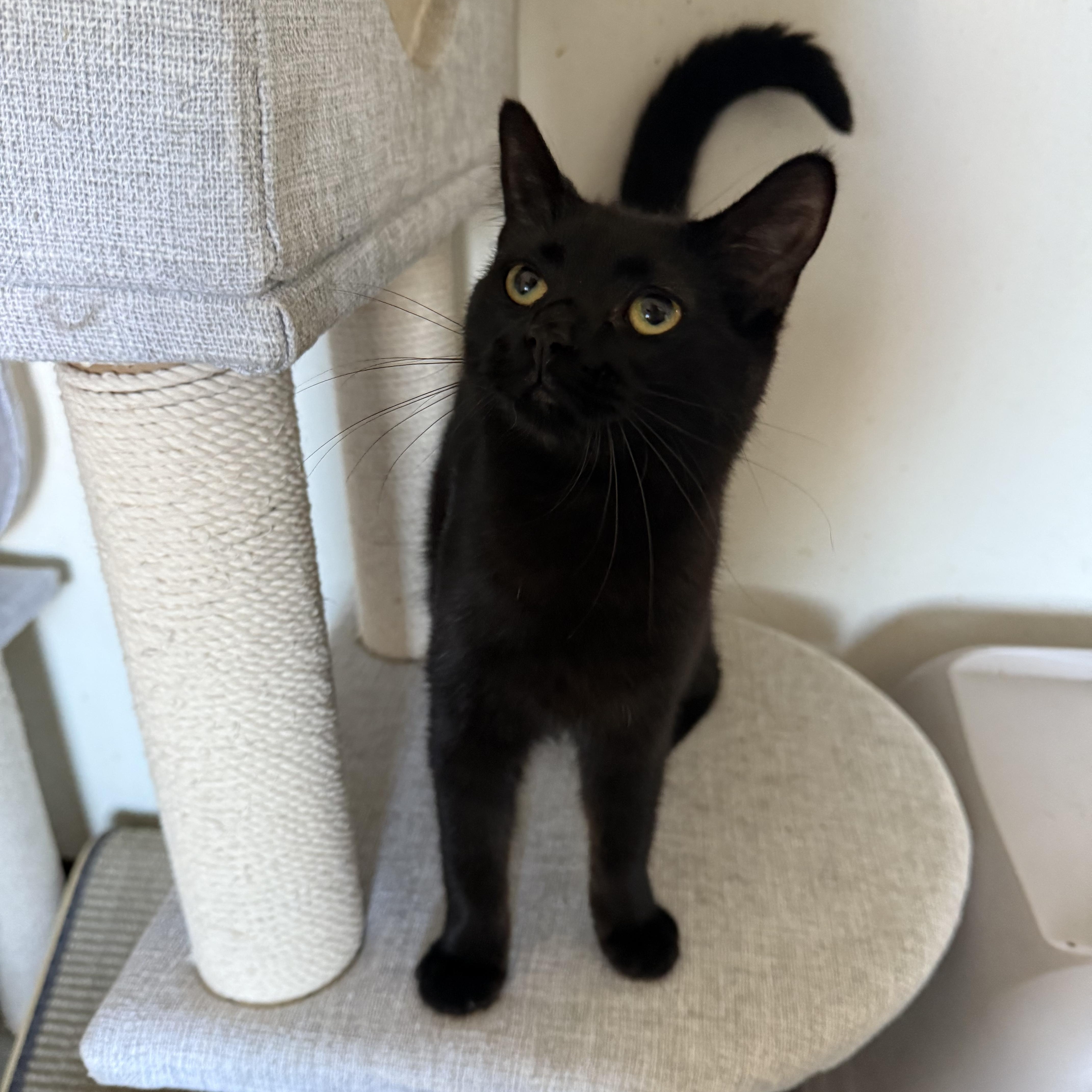 Manhattan , ADOPTABLE, Young Female Domestic Short Hair.