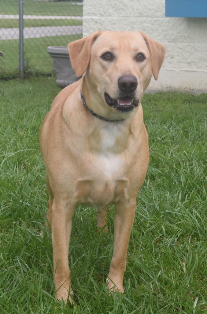 Enlarge McCoy, a Adoptable mixed breed in Kingsland, GA image 1/3