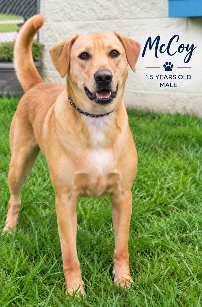 Enlarge McCoy, a Adoptable mixed breed in Kingsland, GA image 2/3