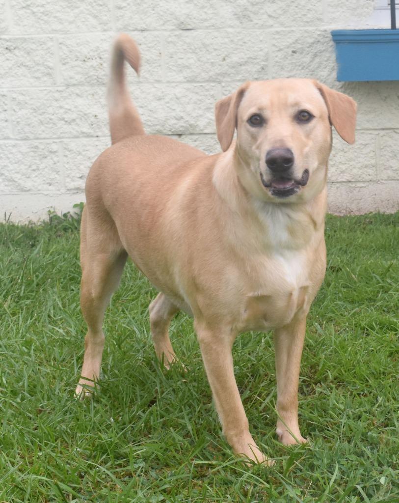Enlarge McCoy, a Adoptable mixed breed in Kingsland, GA image 3/3