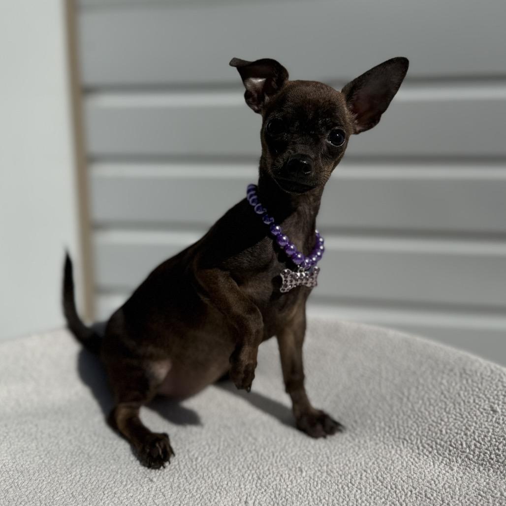 Slade, Adoptable, Puppy Female Chihuahua & Mixed Breed.