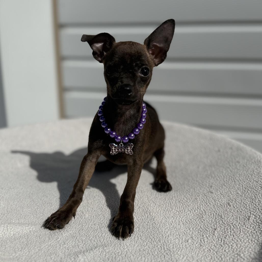Enlarge Slade, a Adoptable mixed breed in Newberg, OR image 2/6