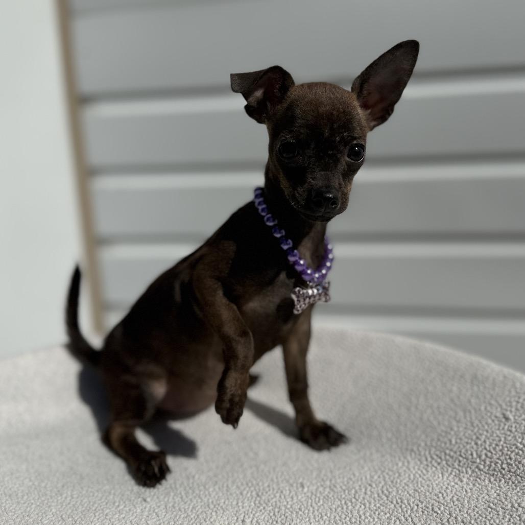 Enlarge Slade, a Adoptable mixed breed in Newberg, OR image 3/6