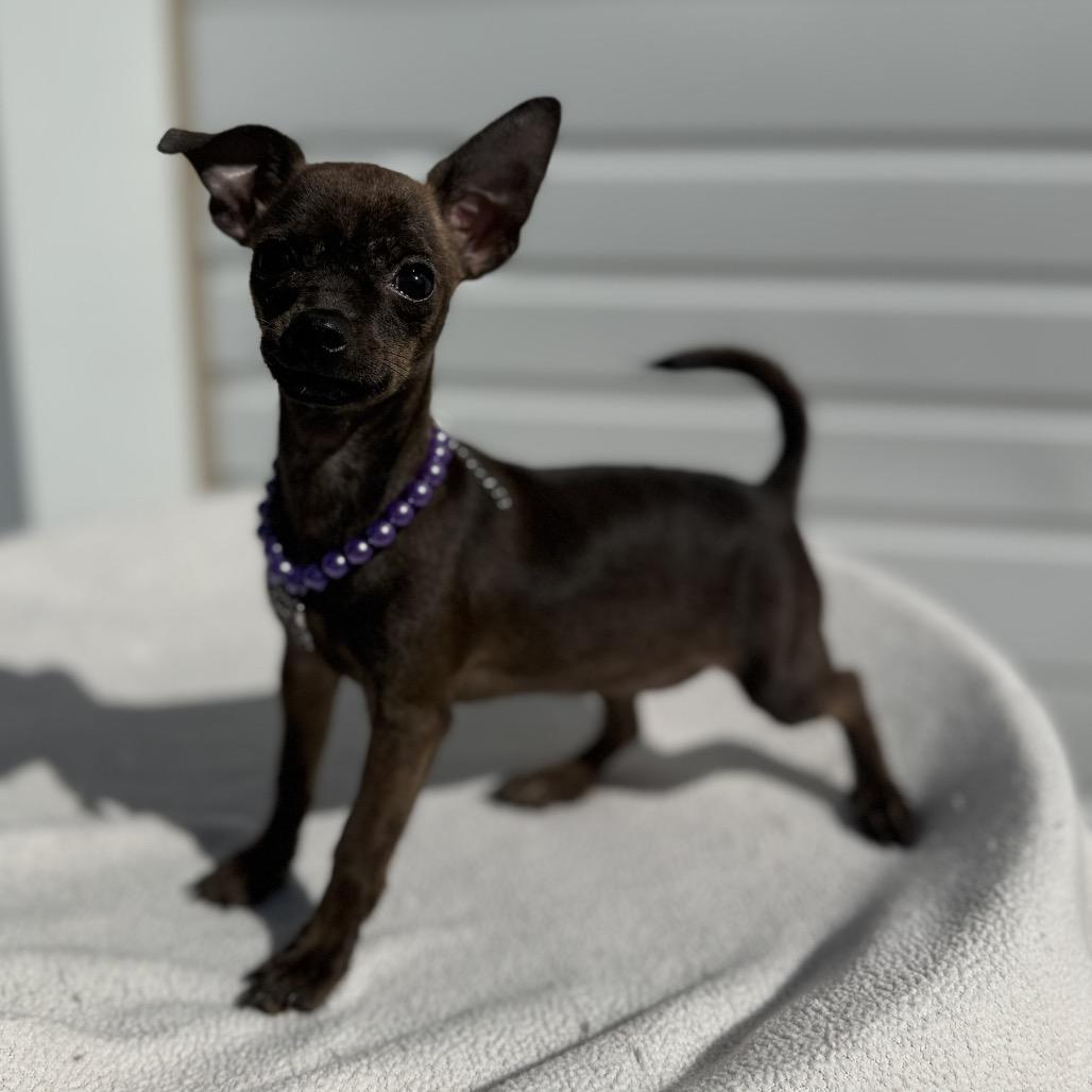 Enlarge Slade, a Adoptable mixed breed in Newberg, OR image 4/6