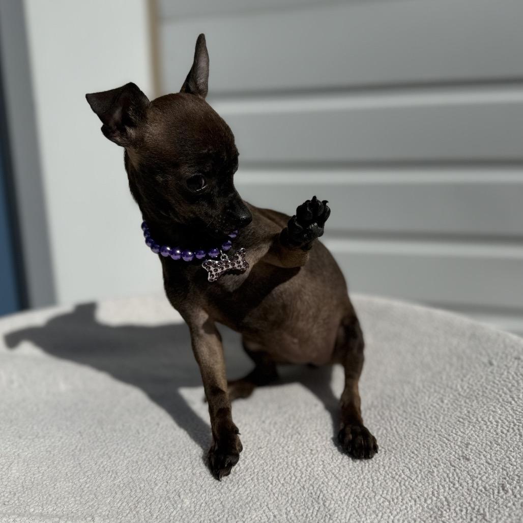 Enlarge Slade, a Adoptable mixed breed in Newberg, OR image 6/6