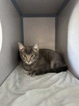 Enlarge Ike, an adopted Domestic Short Hair in Eagle, CO image 1/1