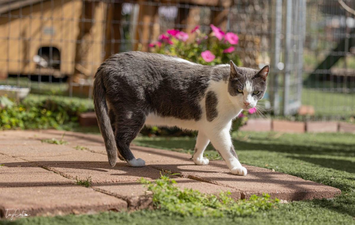 Aries Lyon, Adoptable, Senior Male Domestic Short Hair.