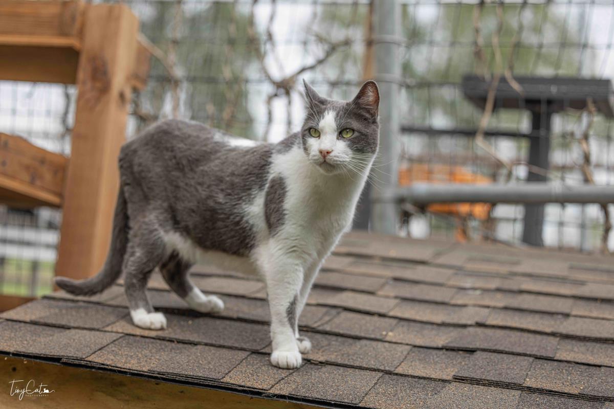 Aries Lyon, a Adoptable mixed breed in Lincoln, CA image 3/5