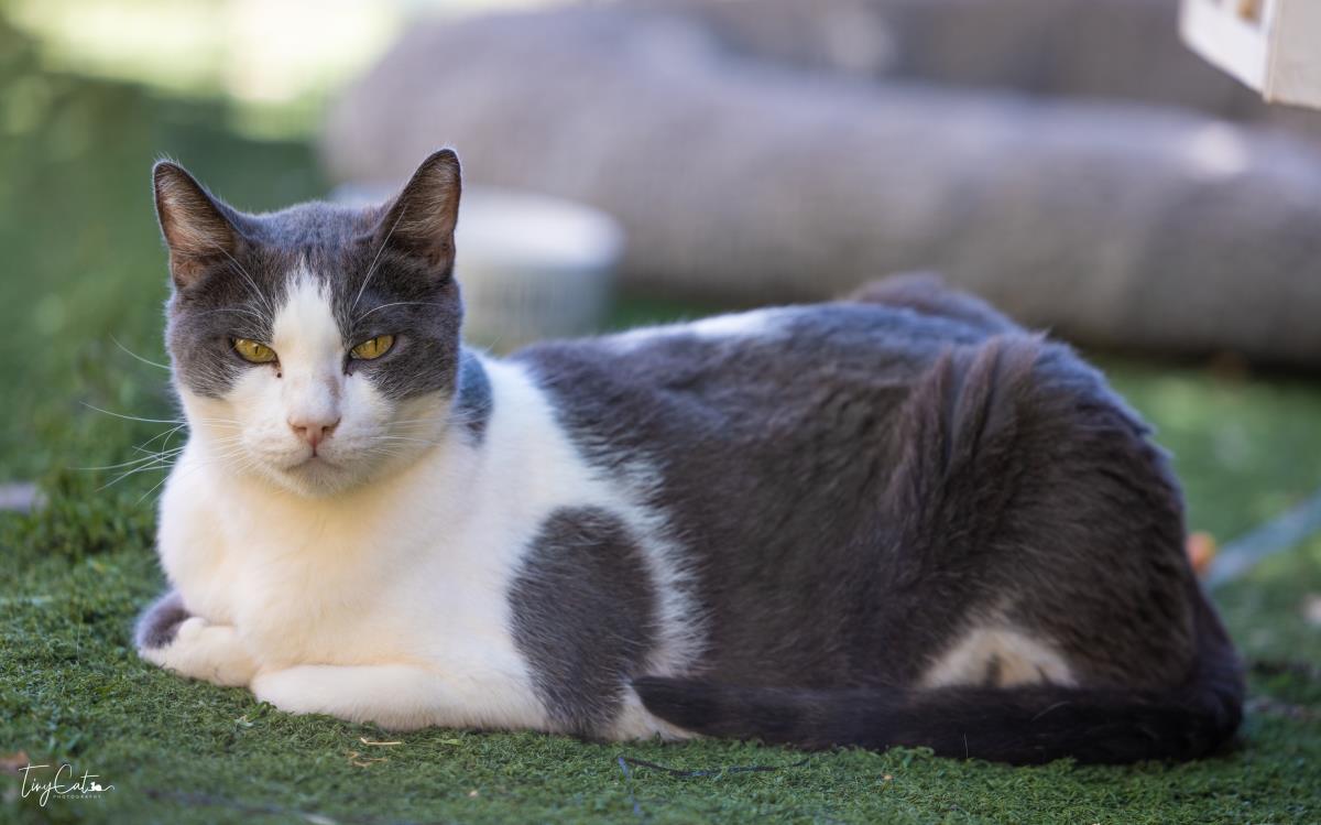 Aries Lyon, a Adoptable mixed breed in Lincoln, CA image 4/5