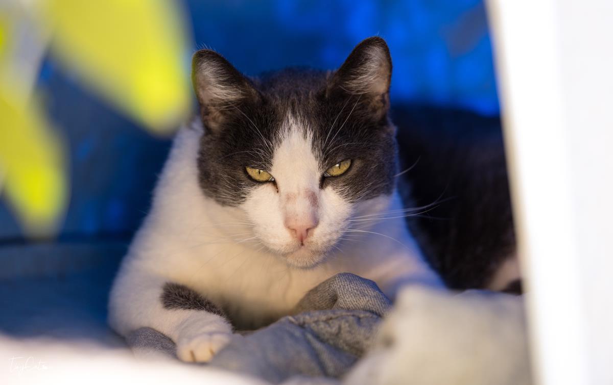 Aries Lyon, a Adoptable mixed breed in Lincoln, CA image 5/5