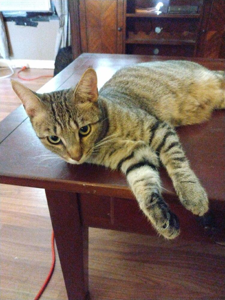 FAITH, Adopted, Young Female Domestic Short Hair.