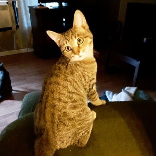 FAITH, a Adopted Domestic Short Hair in Burlington, NC image 2/5