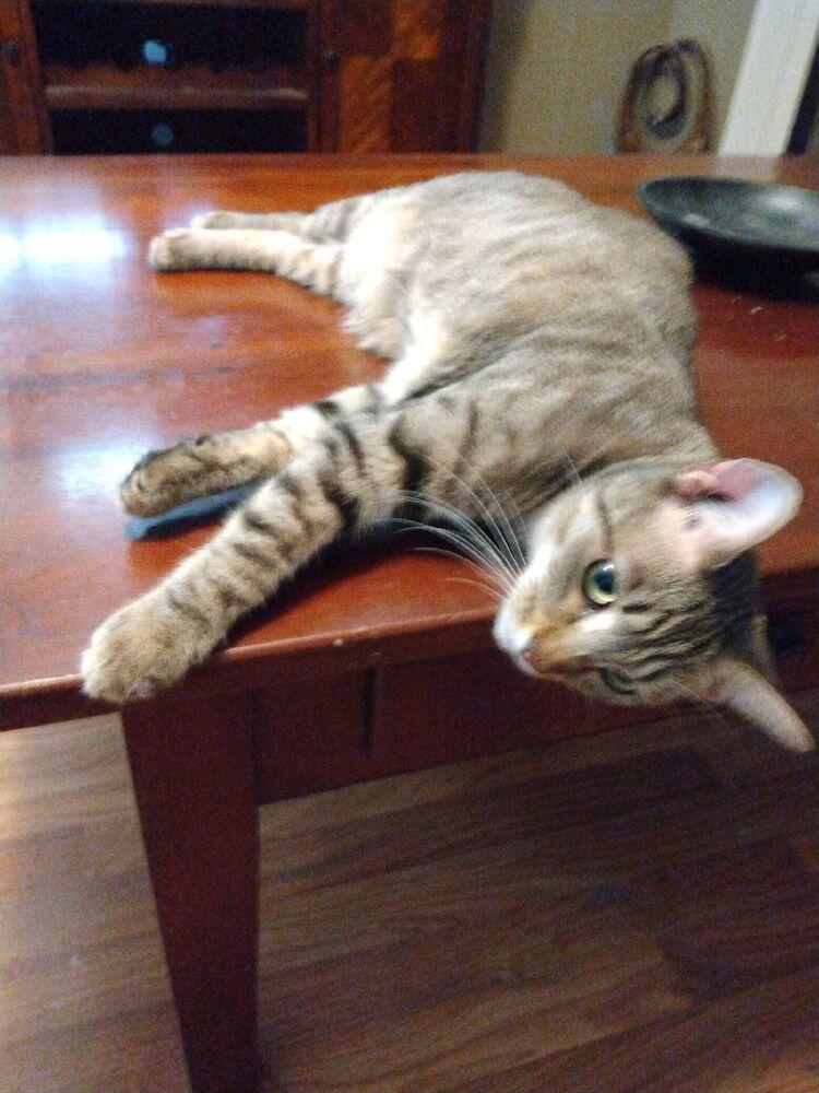 FAITH, a Adopted Domestic Short Hair in Burlington, NC image 3/5