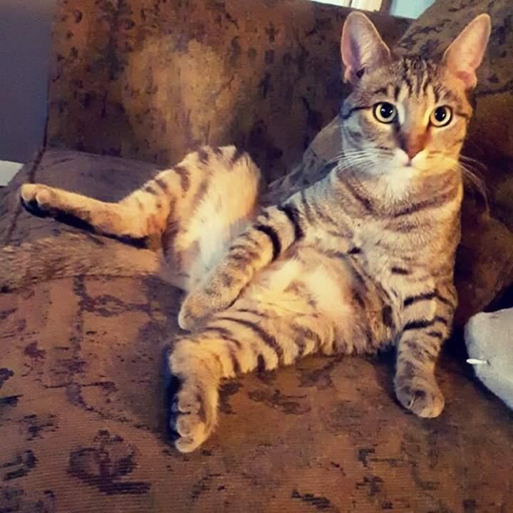 FAITH, a Adopted Domestic Short Hair in Burlington, NC image 4/5