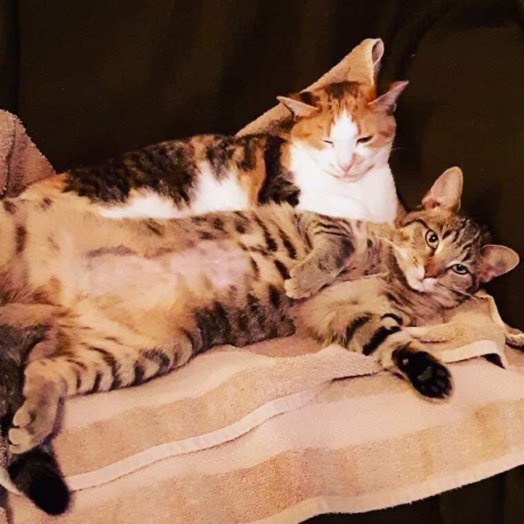 FAITH, a Adopted Domestic Short Hair in Burlington, NC image 5/5