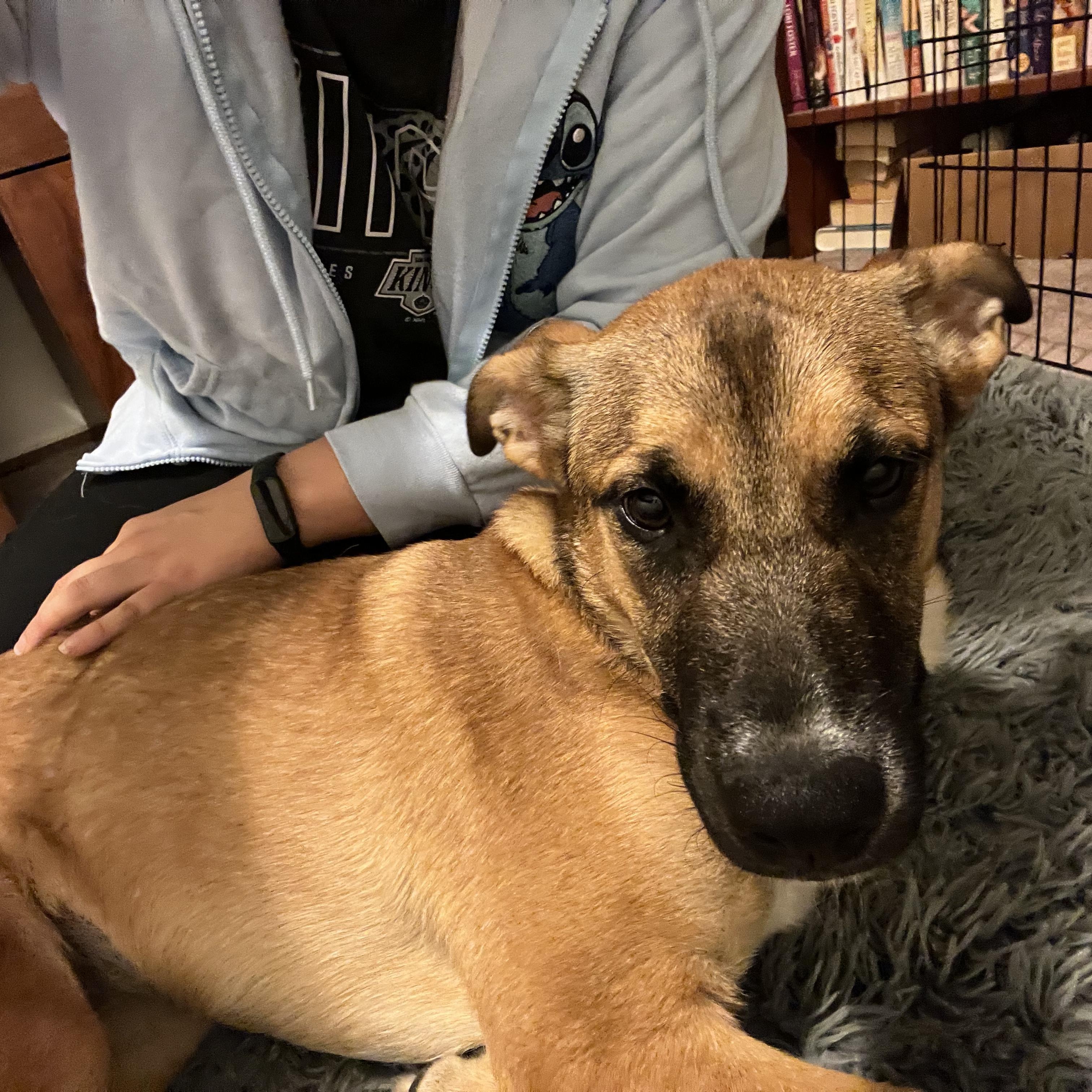 Enlarge INDIE!, a Adoptable mixed breed in Loomis, CA image 2/6