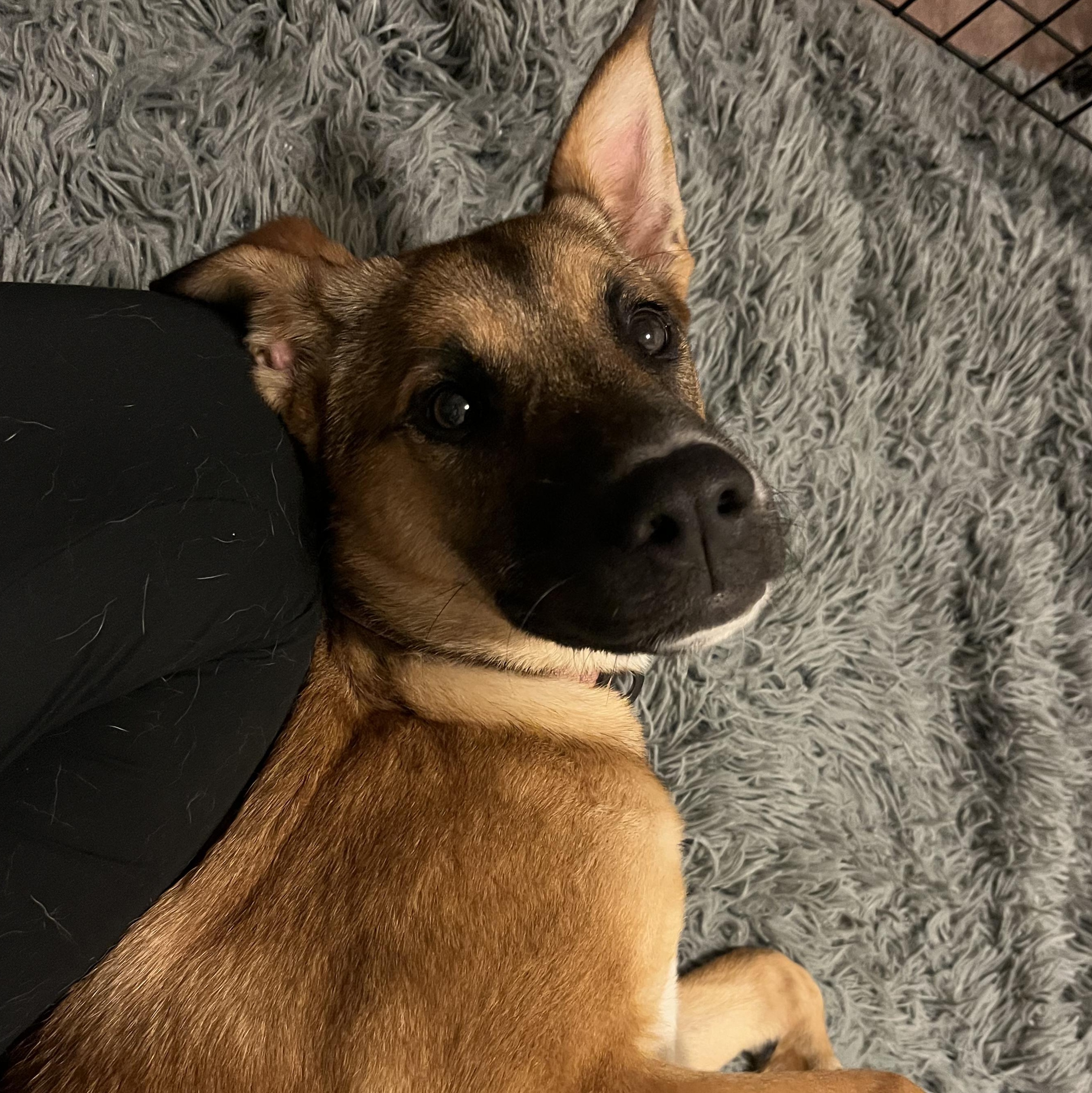 Enlarge INDIE!, a Adoptable mixed breed in Loomis, CA image 1/6