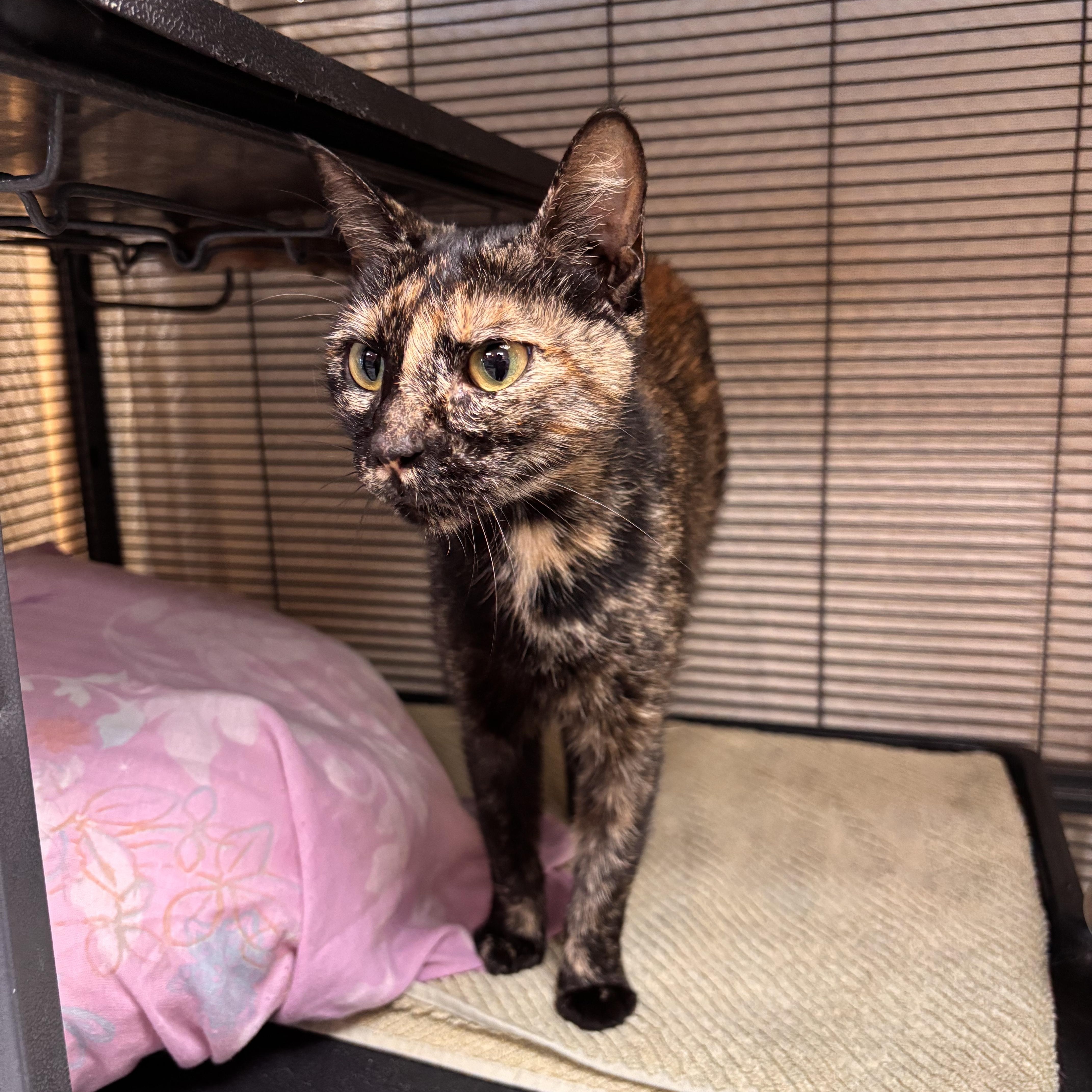 Bell, a Adoptable Domestic Short Hair in Charleston, SC image 2/3