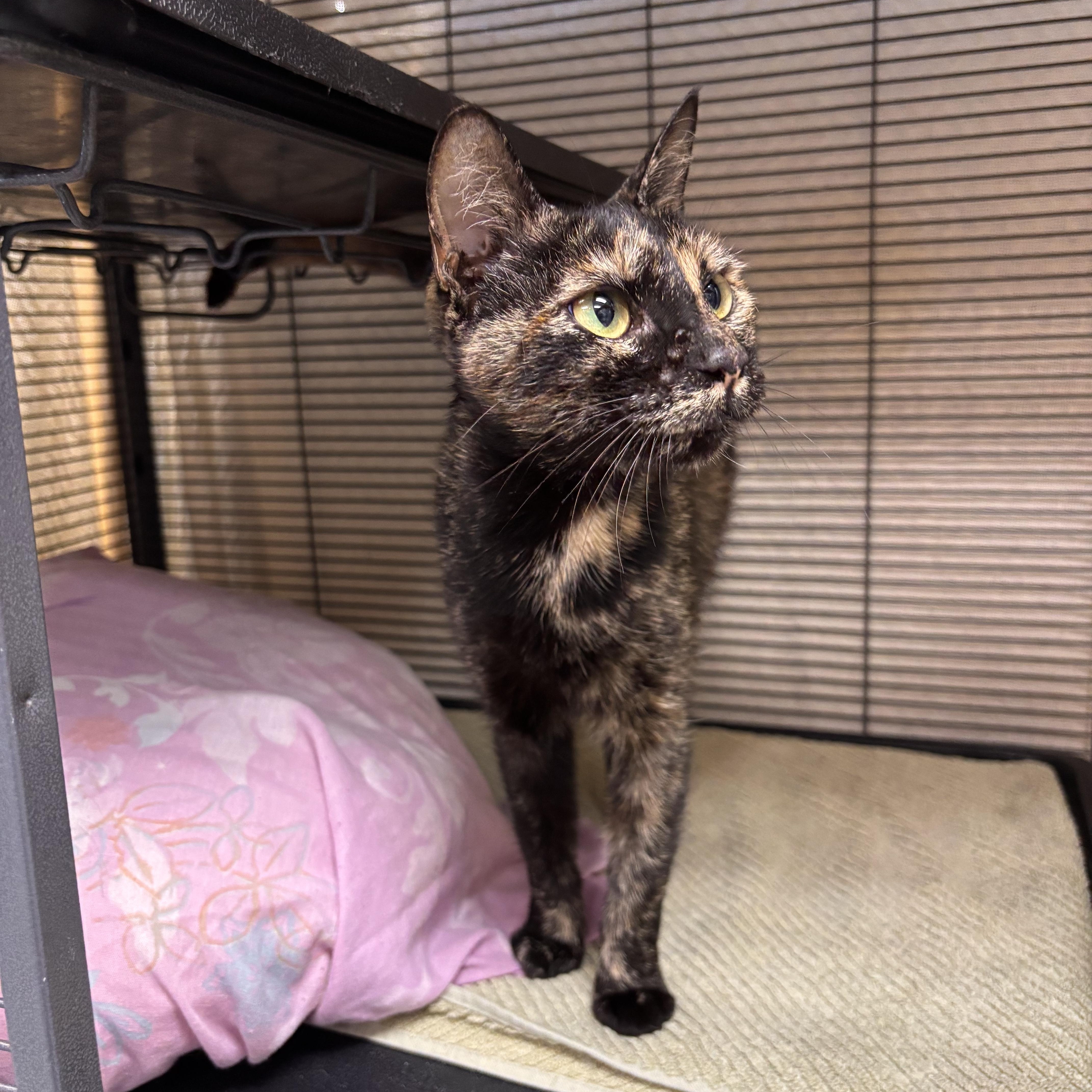 Bell, Adoptable, Kitten Female Domestic Short Hair.