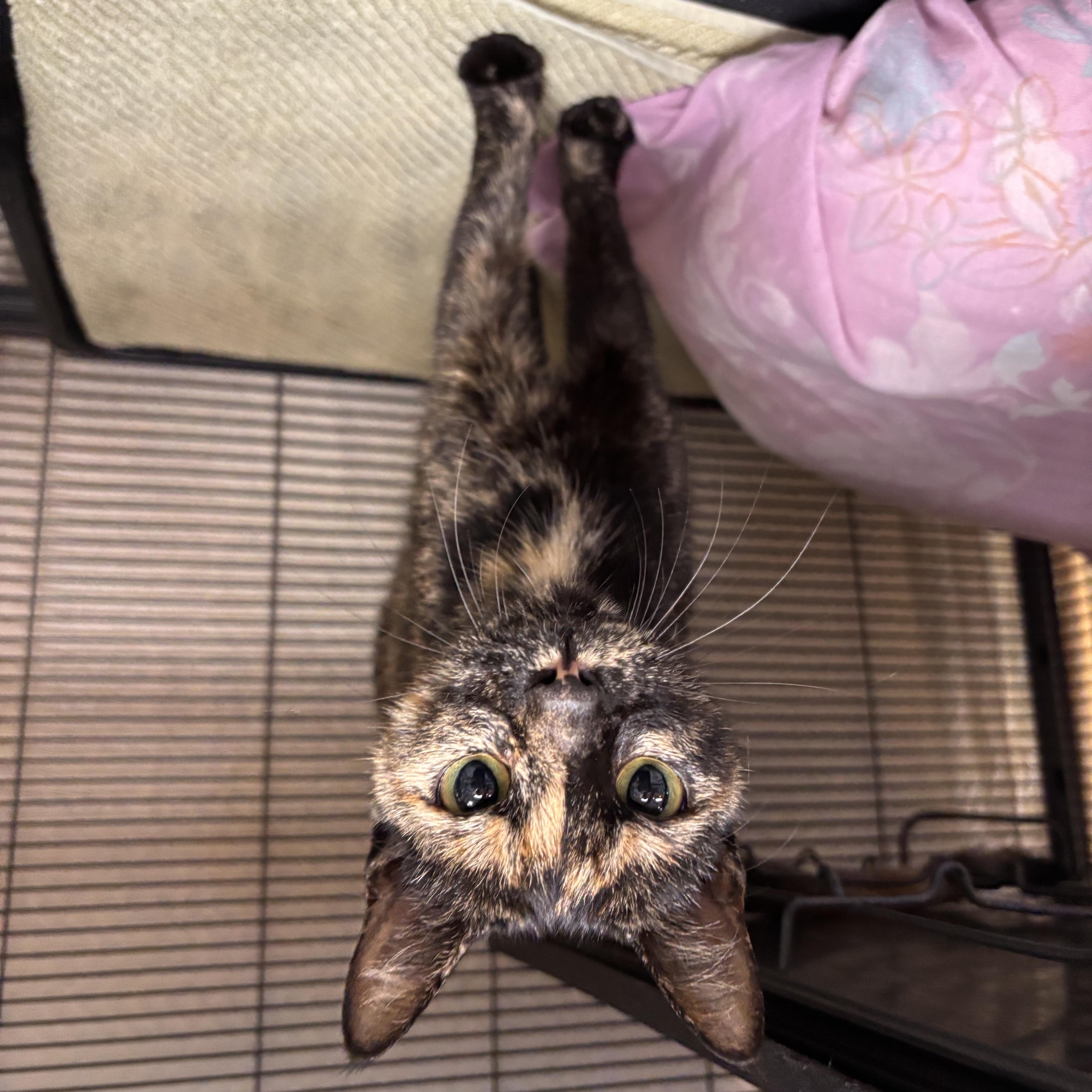 Bell, a Adoptable Domestic Short Hair in Charleston, SC image 3/3