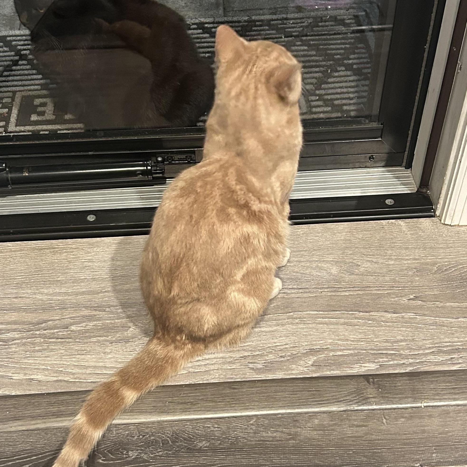 Cheddar, a Adoptable Domestic Short Hair in Sayville, NY image 1/6