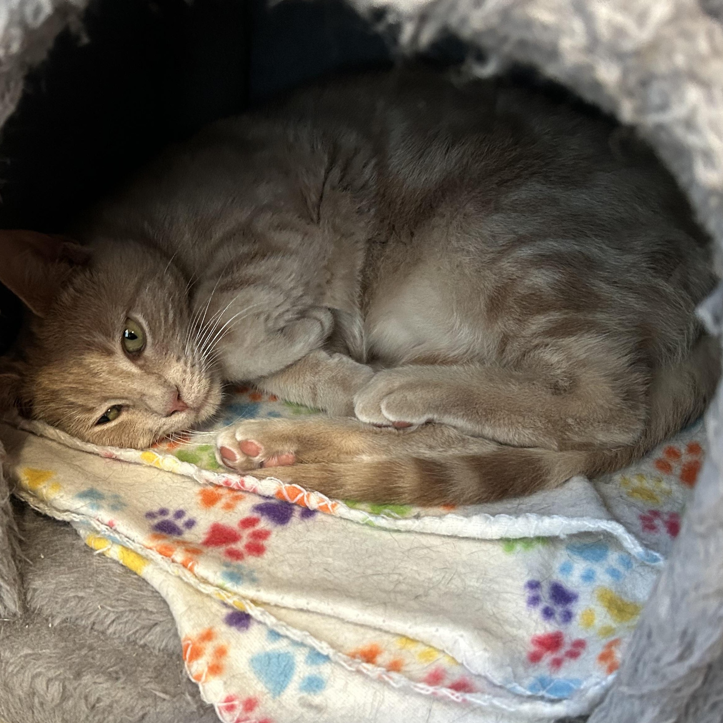 Cheddar, a Adoptable Domestic Short Hair in Sayville, NY image 4/6