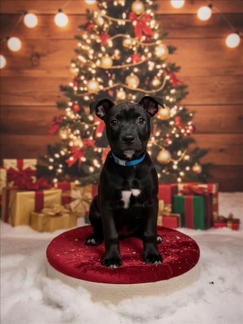 WISHBONE, Adoptable, Puppy Male Pit Bull Terrier & Mixed Breed.