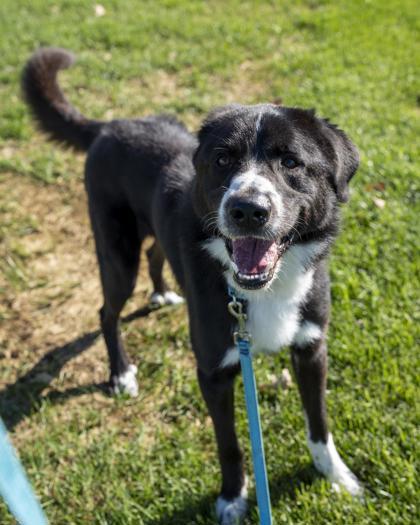 Enlarge Bandit, a Adoptable mixed breed in Pequot Lakes, MN image 1/3