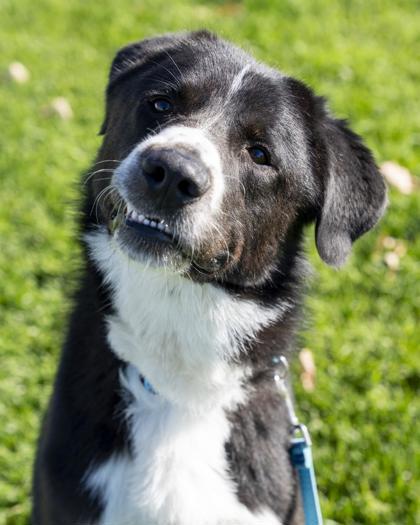 Enlarge Bandit, a Adoptable mixed breed in Pequot Lakes, MN image 2/3
