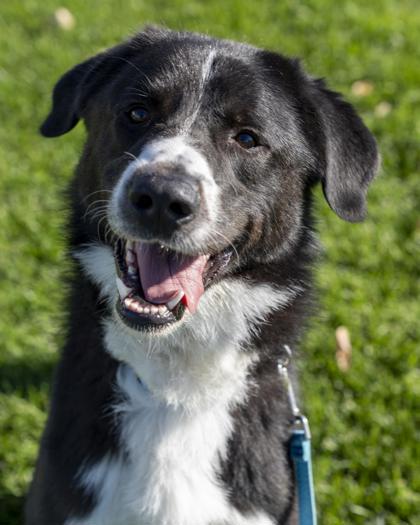 Enlarge Bandit, a Adoptable mixed breed in Pequot Lakes, MN image 3/3