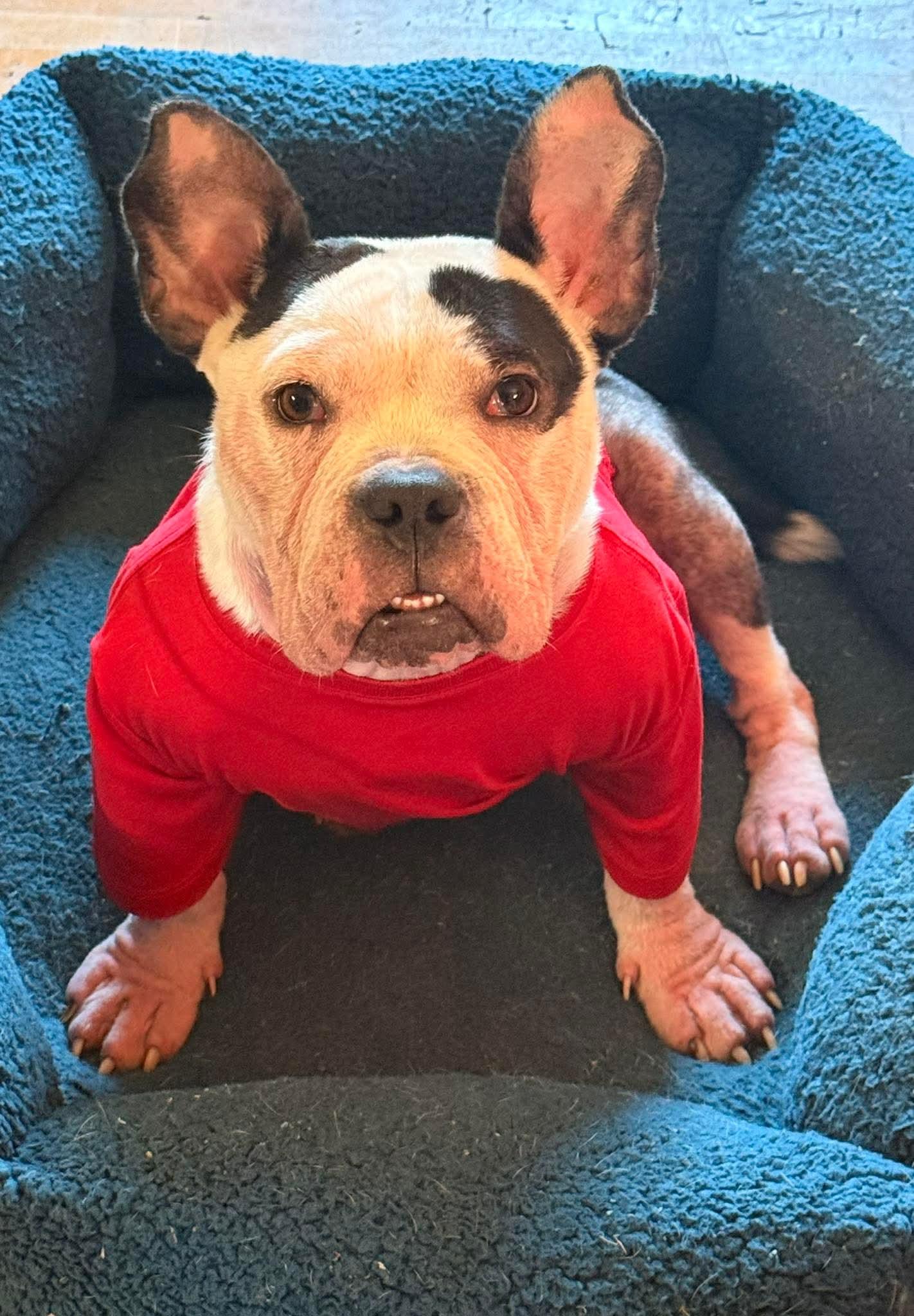 Knox, a ADOPTABLE American Bully in Clay, NY image 2/3