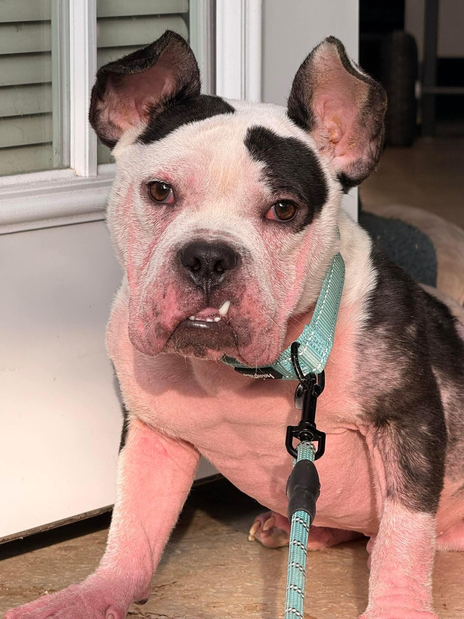 Knox, a ADOPTABLE American Bully in Clay, NY image 1/3