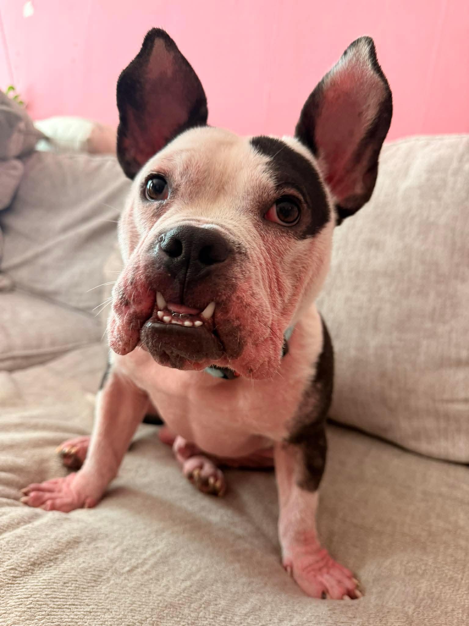 Knox, a ADOPTABLE American Bully in Clay, NY image 3/3