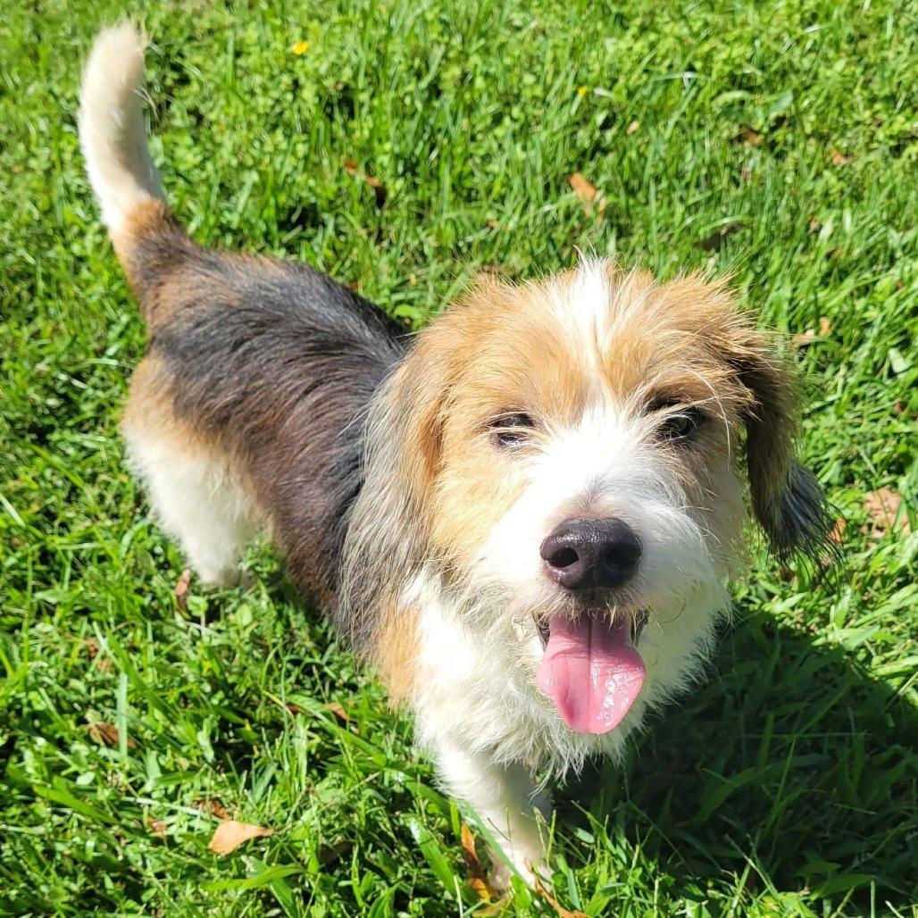 Enlarge Cabbage Roll, a Adoptable mixed breed in Carencro, LA image 1/2