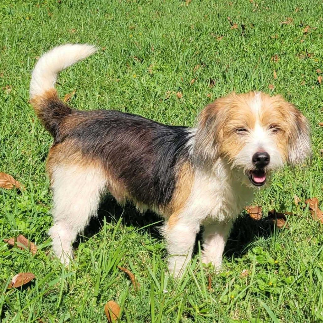 Enlarge Cabbage Roll, a Adoptable mixed breed in Carencro, LA image 2/2