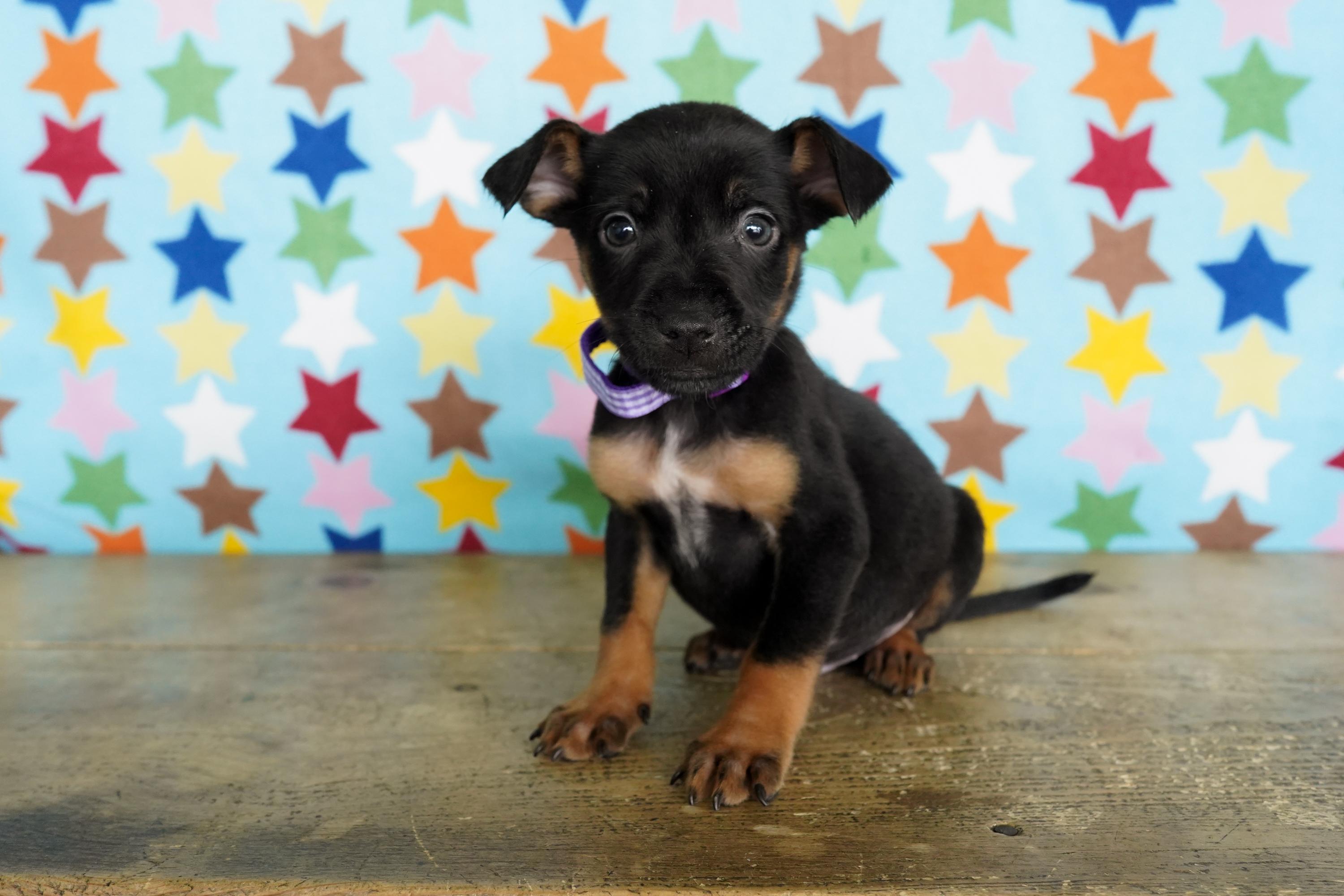 Enlarge Prosecco, a ADOPTABLE mixed breed in San Antonio, TX image 2/4