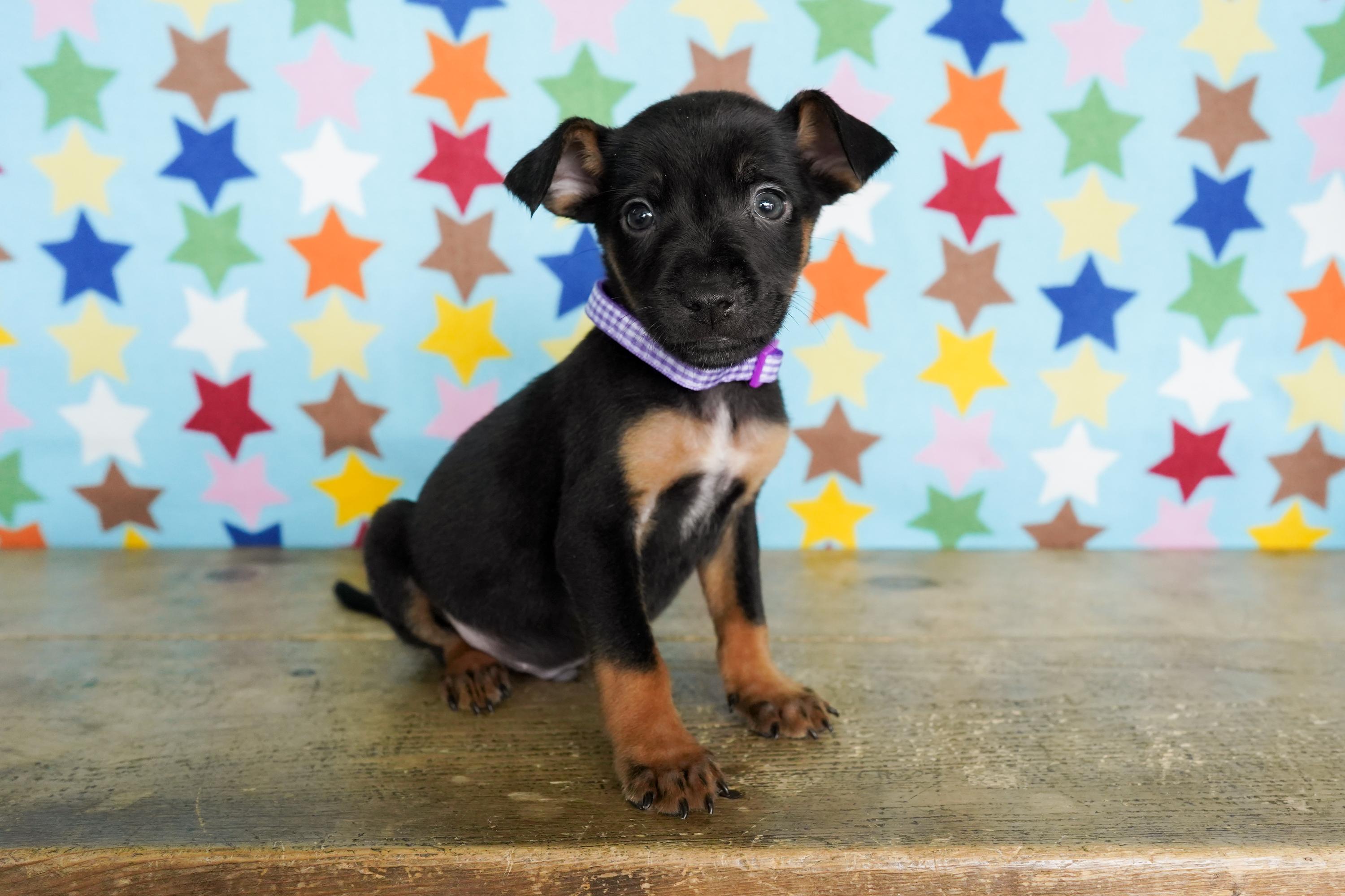 Enlarge Prosecco, a ADOPTABLE mixed breed in San Antonio, TX image 3/4