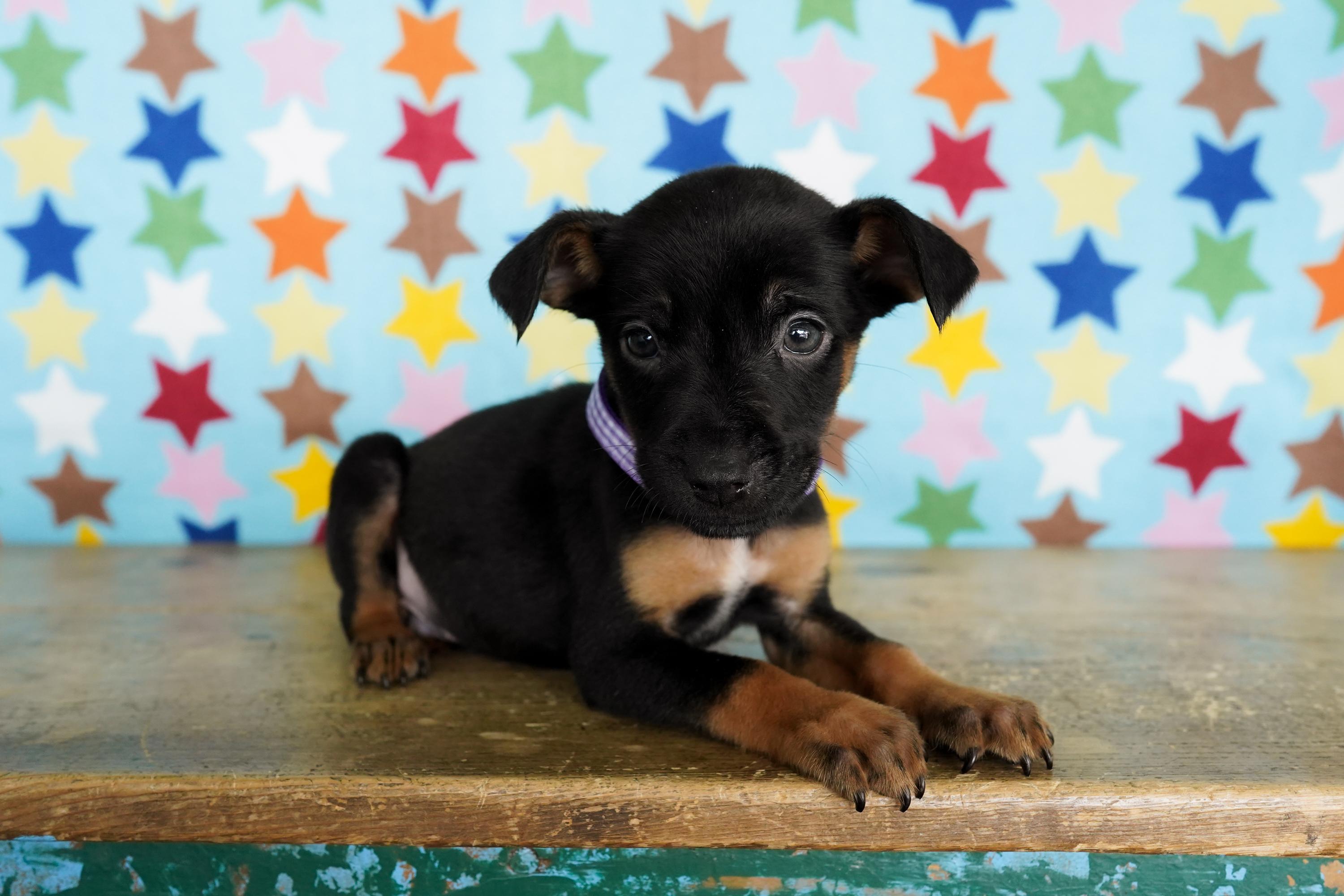 Enlarge Prosecco, a ADOPTABLE mixed breed in San Antonio, TX image 1/4