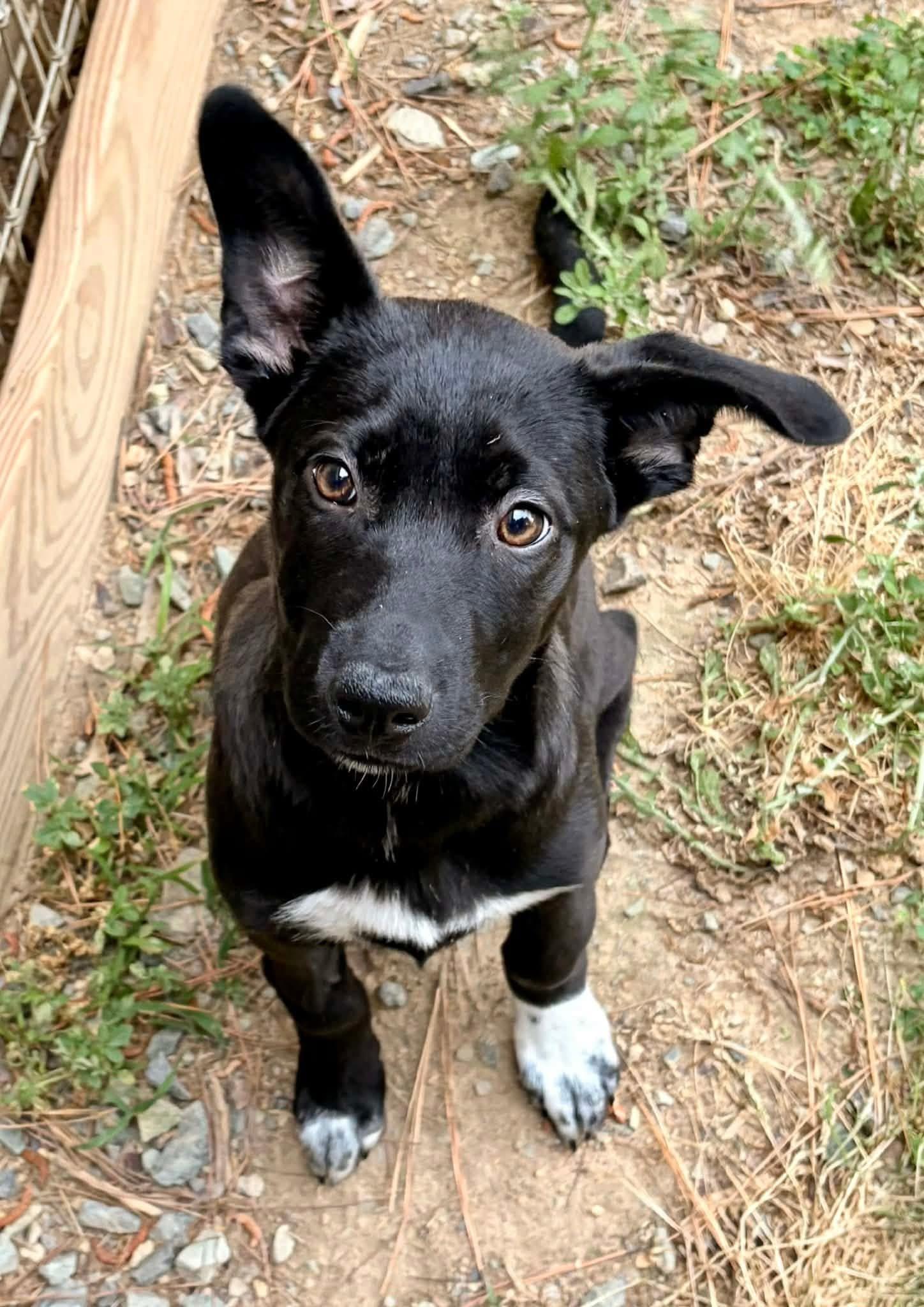Molly, ADOPTABLE, Puppy Female Black Labrador Retriever.