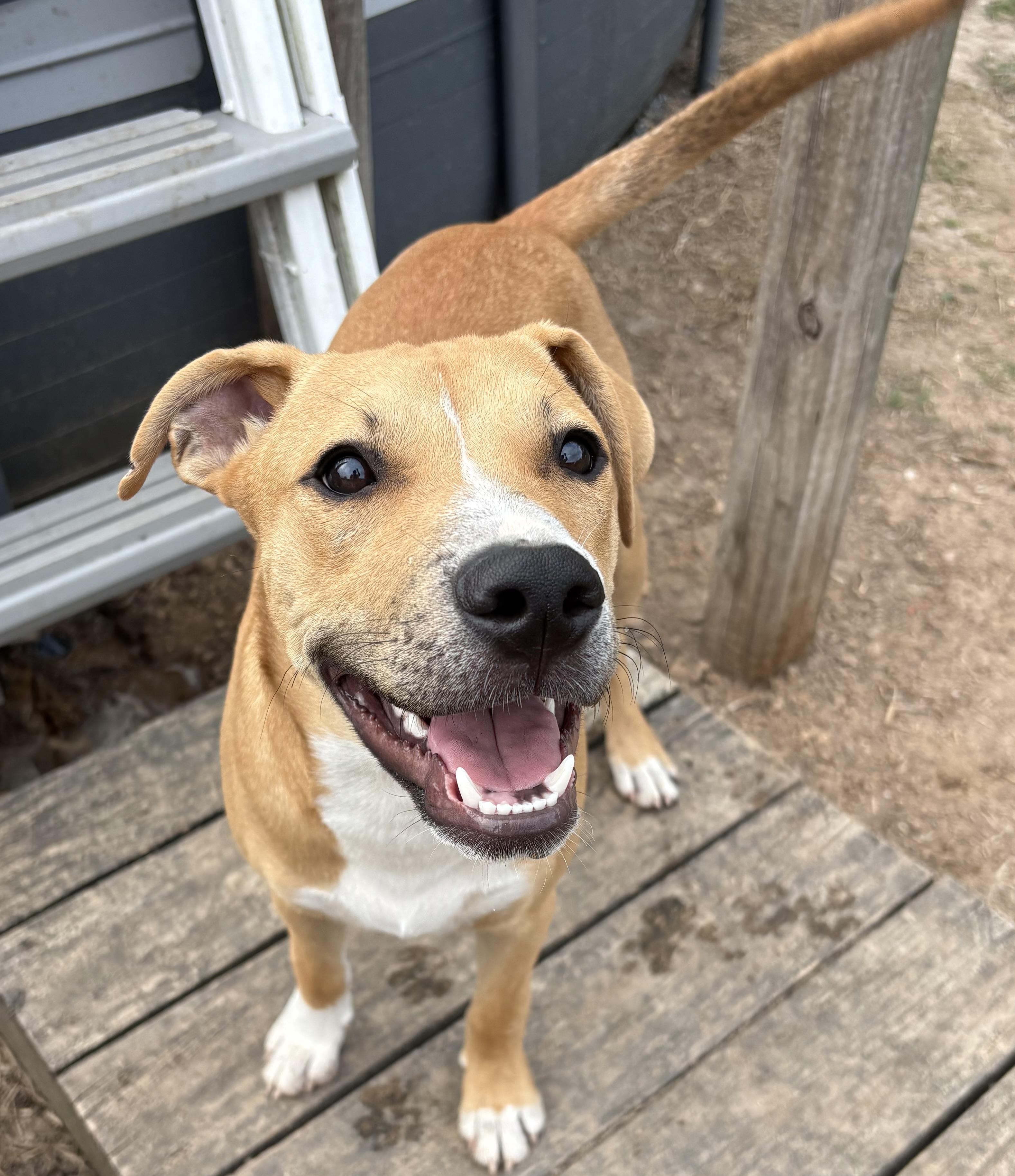 Shadow, Baby Male Pit Bull Terrier