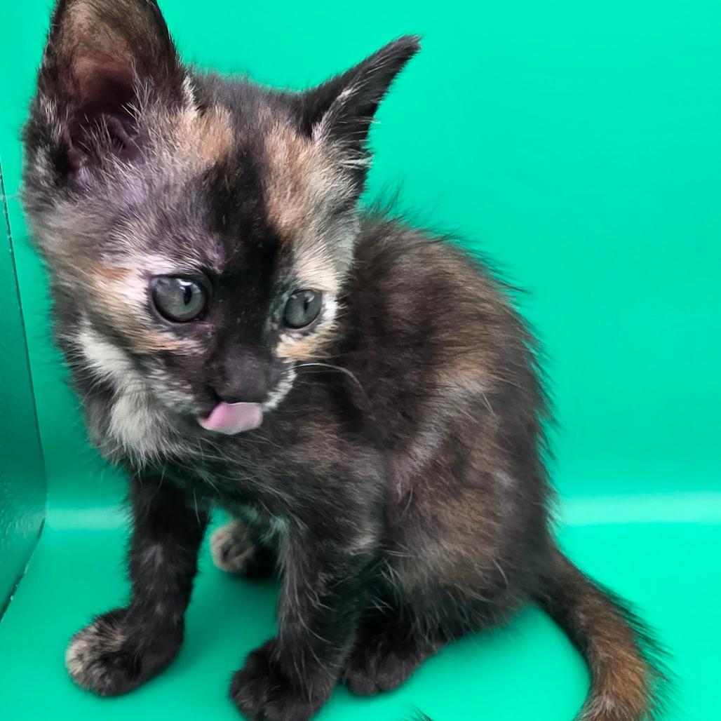 Philia, a Adoptable Domestic Short Hair in Escondido, CA image 1/6