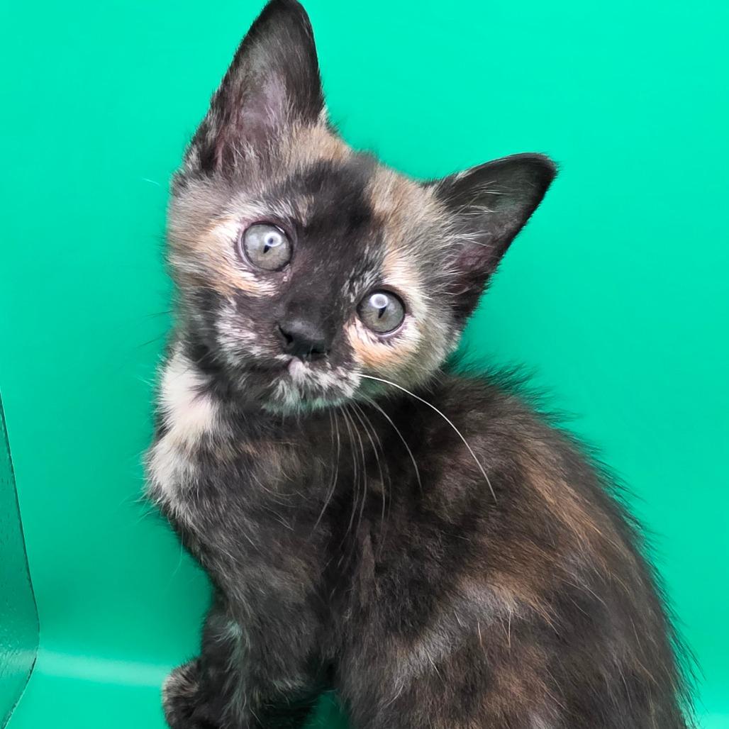 Philia, a Adoptable Domestic Short Hair in Escondido, CA image 2/6